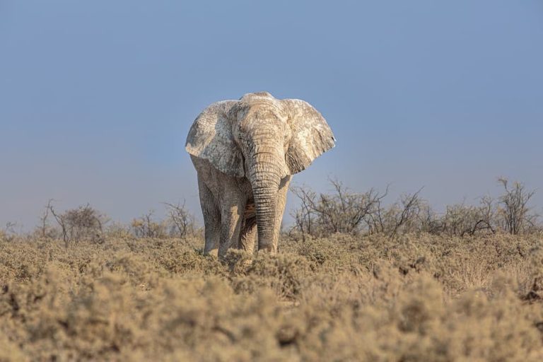 White elephant, Namibia