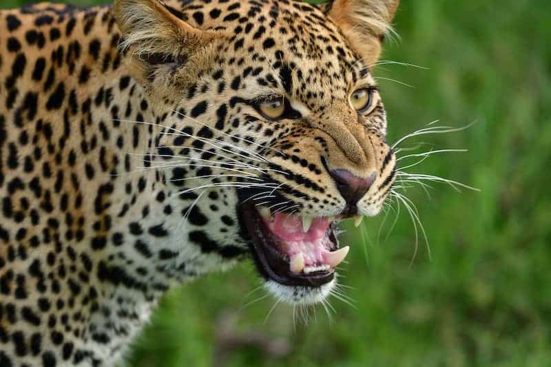 Leopard snarling